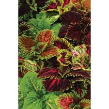 Image result for Coleus guerkei
