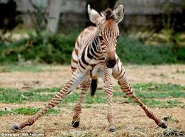 Steady On Three Day Old Baby Zebra Melako Takes His First Wobbly Steps Workout Memes Funny Silly Animals Workout Humor