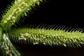 Image result for Dactyloctenium giganteum