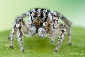 Some species of tarantula can go up to two years without food. How Jumping Spiders Avoid Becoming A Tasty Snack