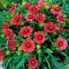 | in january i had the pleasure of visiting arizona. Gaillardia Arizona Red Shades Flowers Perennials Flower Seeds Plants
