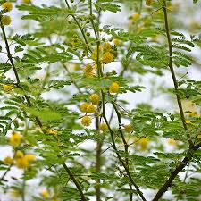 Image result for Acacia nilotica