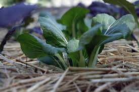 Bryant Terry cultivates new turf with front-yard edible lawn