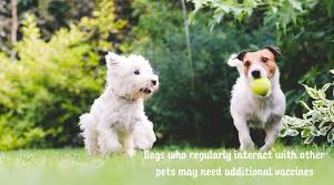 There is no guarantee we will need them one day. How Veterinary Vaccines Work