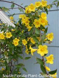 I don't know the name of it. 15 Carolina Jasmine Ideas In 2021 Carolina Jasmine Plants Planting Flowers