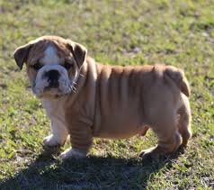 Many breeds of puppies for sale in georgia , some are sold cheap. Puppies For Sale English Bulldog Puppies Bulldog Puppies For Sale Puppies