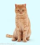 Tabby Cat Colours and Patterns | Cat-World