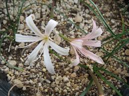 Image result for Ammocharis