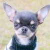 Like other teacup breeds, these dogs have overwhelming appeal because of their size. 1