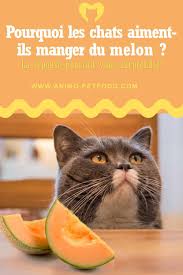 Les Chats Aiment Le Melon Chat Melon Bienfait Des Fruits