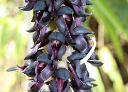 Image result for Mucuna poggei