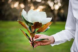 Free flower delivery by top ranked local florist in magnolia, ar! The Incredible Symbolism Of The Magnolia Tree