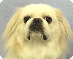 See more of kansas city puppies and dogs for adoption on facebook. Kansas City Mo Pekingese Meet Mickey A Pet For Adoption