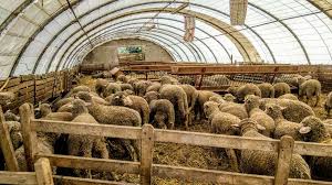 Après avoir lu des tas de recettes, je. Les Prix De Vente Des Agneaux De La Ferme De L Emparis A Montfavet