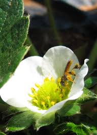 Photo flower of a guava tree (psidium guajava) can be used for personal and commercial purposes according to the. Https Www Nature Uni Freiburg De Ressourcen Publikationen Pdfs Cpb Book Icpr Ff3 160 Ebook Sklein Pdf