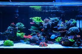 1977332 10153427453614806 2476781777678056356 N Jpg 900 598 World Wide Corals Reef Tank Aquascaping Coral Aquarium