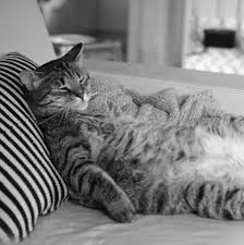 Keeping your cat at their ideal weight makes it much less likely that they'll develop these chronic diseases. The Lightness Of Being A Couch Potato May Work To Keep Us Fat The New York Times