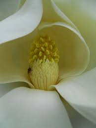 Magnolia Blossom Flower Essences Flower Close Up Beautiful Flowers