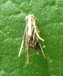 Image result for Psyche casta