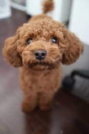 The Beagle Is A Type Of Small Hound Initially Reproduced As Scent Hounds To Help Hunters They Are Popular And Dog Training Toy Poodle Haircut Poodle Haircut