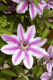 Maybe you would like to learn more about one of these? Nelly Moser Clematis