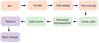 Nasil Goruruz Goz Nasil Calisir Goz Hangi Tabakalardan Olusur Bilgi Al