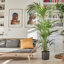 Not every houseplant requires a natural green thumb and extensive gardening expertise. Living Room Plants House Plants Indoor Plants Throughout The Uk Patch