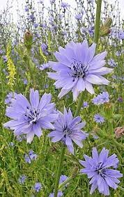 Pin On Wild Flowers