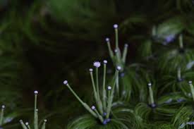 Image result for Eriocaulon setaceum