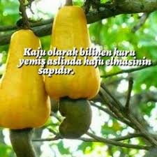 Nese Nin Gozdeleri Biliyor Muydunuz Gercekler Gizli Bilgi