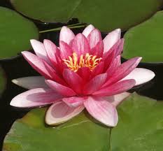 Image result for Nymphaea