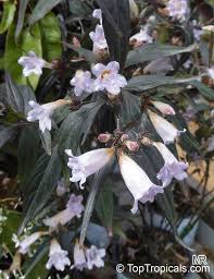 Image result for Strobilanthes