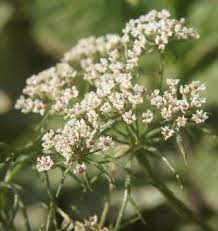 Trachyspermum Ammi Ajwain Inflorescence Umbel Seeds Benefits Healthy Herbs Medicinal Plants