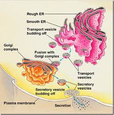 Endoplasmic reticulum has two major regions: 10 Major Functions Of Endoplasmic Reticulum Er