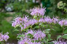 Image result for Monarda