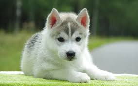 Image result for husky puppy