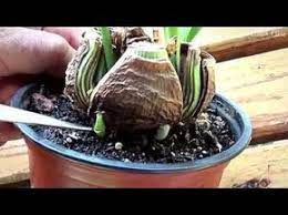Youtube Amaryllis Plant Propagating Plants Indoor Water Garden
