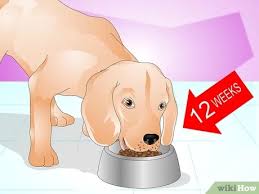 What can you give a dog for allergies. How To Treat Dog Food Allergies 13 Steps With Pictures