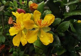 Image result for Ochna atropurpurea