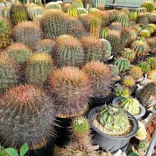 Image result for Cibirhiza