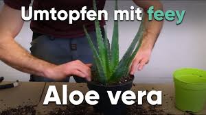 Aber sie sollten natürlich kein blatt der pflanze abschneiden und probieren, wenn sie eine aloe vera kaufen wollen. Aloe Vera Pflege Und Fakten Pflanzenlexikon Feey Gmbh
