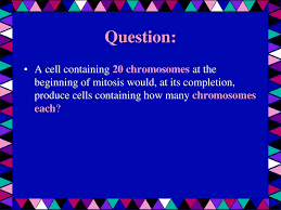 Describe chromosomes and their role in mitosis. Cell Cycle Division Biology I Ppt Download
