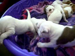 Check spelling or type a new query. Cutest Brown White Pitbull Puppies Youtube