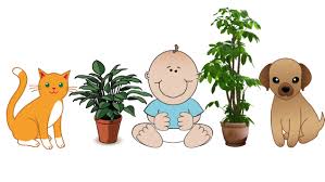Does he/she treat the plant like a buffet or a litter box? Houseplants That Won T Poison Kids Or Pets Laidback Gardener
