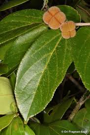 Image result for Grewia glandulosa
