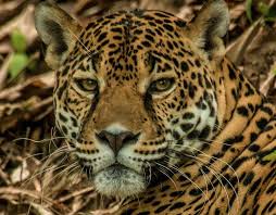 Tropical rainforests contain rich biodiversity of animals and plants, many of which are unique to these ecosystems. Species Profile Jaguar Panther Onca Rainforest Alliance