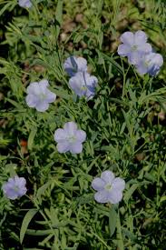 Image result for Linum volkensii