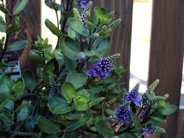 How Does Your Garden Grow Diana Pingul Apparel Design Garden Shrubs Shrubs Flower Spike
