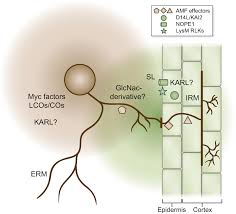 Doa kawi hong | tài sản của apple daily cũng bị. 7 Genetics And Genomics Decipher Partner Biology In Arbuscular Mycorrhizas Springerlink