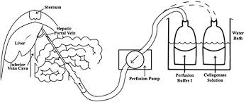 An in vitro model for. Isolation And Primary Culture Of Rat Hepatic Cells Protocol